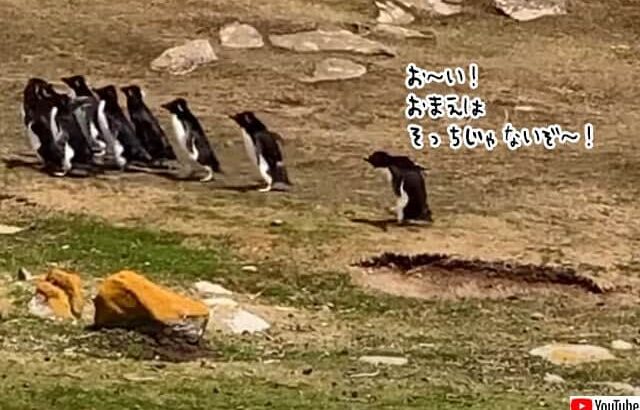 ペンギン社会から逃亡を図ったペンギン、人間たちの後を追いかける