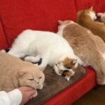 「最高の時間だ」ホットカーペットに並ぶ猫たち、みんなで並んで気持ちよさそうな寝姿がかわいい 