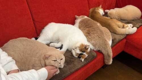 「最高の時間だ」ホットカーペットに並ぶ猫たち、みんなで並んで気持ちよさそうな寝姿がかわいい 