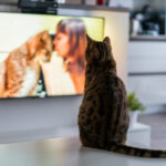 えっ！猫に人気のテレビ番組がー！