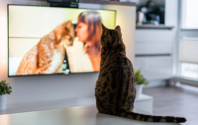 えっ！猫に人気のテレビ番組がー！