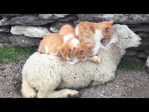 羊毛100％の布団を見つけた子猫たち。お礼にもみもみマッサージ 