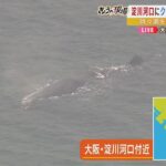【仰天】そんなバカな・・・大阪・淀川でクジラが発見された⁉