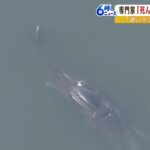 【速報】淀川のクジラ・・・すでに死んでいる？