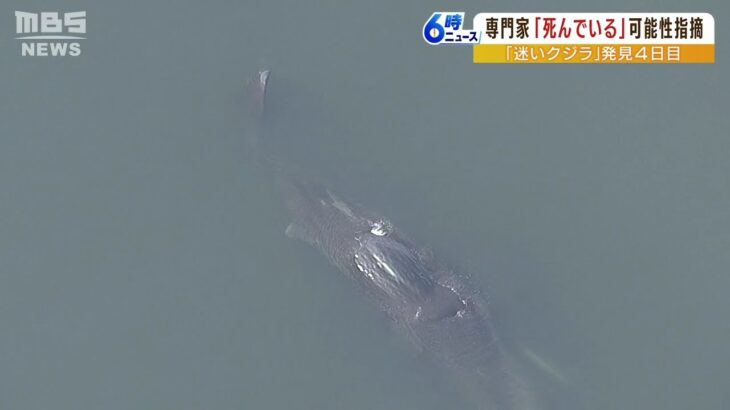 【速報】淀川のクジラ・・・すでに死んでいる？