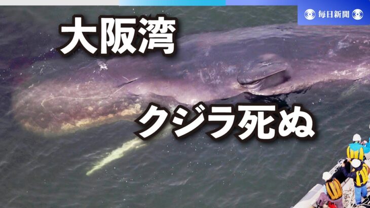 【悲報】大阪湾の迷いクジラ『淀ちゃん』死す・・・