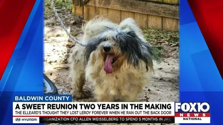 2年前に行方不明になった愛犬と家族が再会を果たす、 毛がぼうぼうで変わり果てた姿