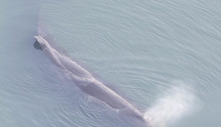 【再来？】大阪・淀川河口付近にクジラ出現で”ある声”が続出