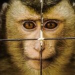 アメリカで新薬開発における動物実験の義務付けが撤廃される 
