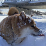 大雪に柴犬がスタックしてると思ったら……「2台もいたｗ」　JAFを呼びたい飼い主の叫びに「めちゃ可愛い」「助けに行きたい」 | 