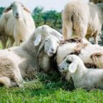 羊はつらい経験を共にすると、仲間同士の絆が深まる 