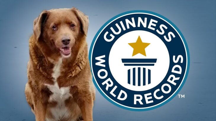 30歳の犬が史上最高齢の犬としてギネス記録をぬりかえた！
