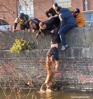 深い水路に落ちた犬を男子大学生らが一致団結し無事救助 