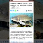 福井県の湖で捕獲されたソウギョ「50歳以上」だった 全国初の例、天敵少なく生き残ったか？
