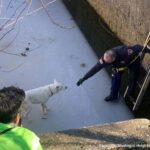 凍った浄水池に落ちた犬を救いだした消防士。必要なのは賄賂と忍耐、上腕二頭筋だった 