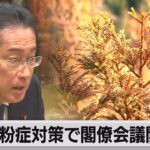 【必見】えっ、えっ、岸田総理が花粉症対策を本気で考える⁉　