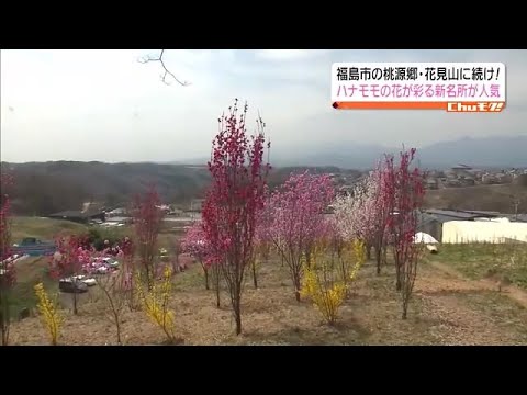 その名は「花ももの丘」福島市に新たな花の名所が！