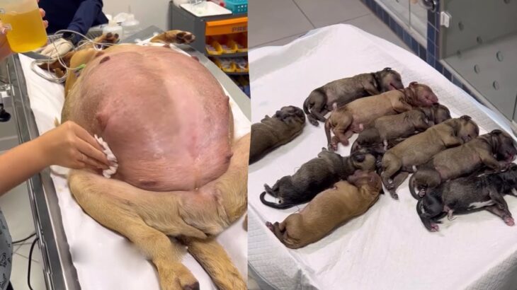 人間に助けを求めた出産間近の捨て犬が動物病院にたどり着き、無事12匹の子犬を出産！ 
