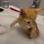 子猫、初めてのお風呂に挑戦！泡風呂に仁王立ち（笑）