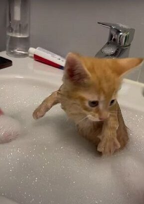 子猫、初めてのお風呂に挑戦！泡風呂に仁王立ち（笑）