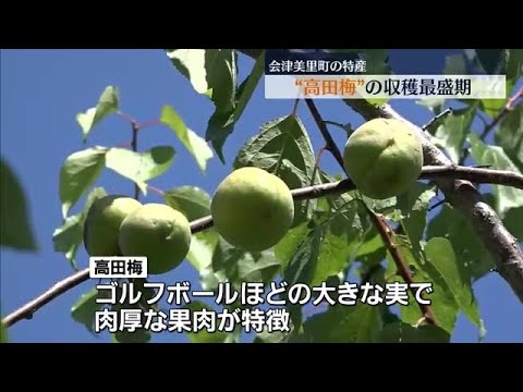 福島県ゴルフボールほどの大きさで肉厚な高田梅収穫最盛期を迎える