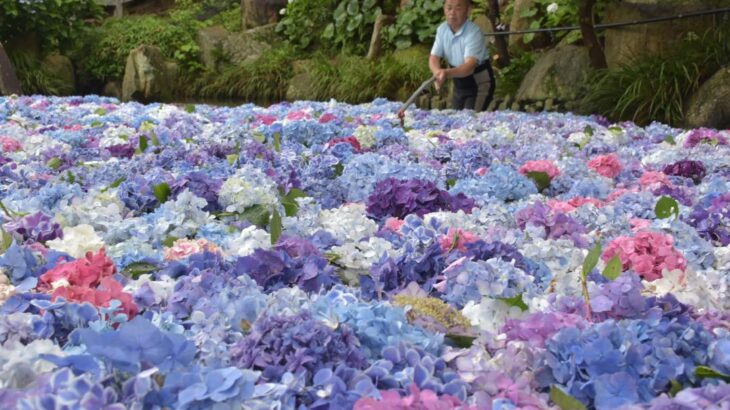 千輪以上のアジサイ池一面に花のじゅうたん茨城桜川の雨引観音7月9日まで