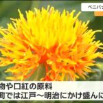 宮城村田町花が黄色から赤に変わるところが魅力鑑賞用ベニバナの収穫が最盛期