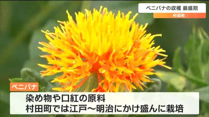 宮城村田町花が黄色から赤に変わるところが魅力鑑賞用ベニバナの収穫が最盛期