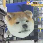大阪道頓堀に飛び出す秋田犬登場 Ｄ画面で観光客に人気