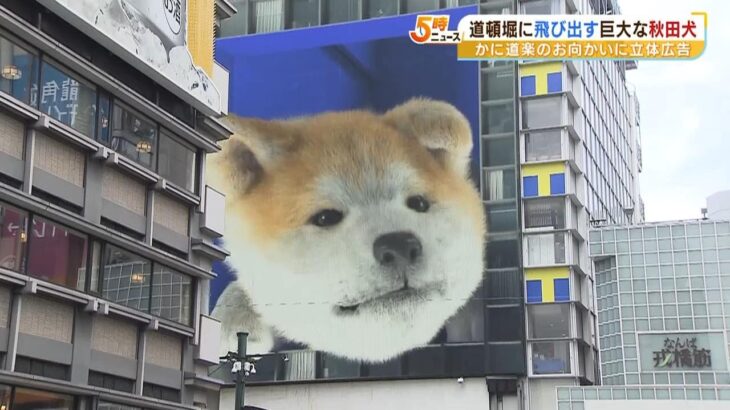 大阪道頓堀に飛び出す秋田犬登場 Ｄ画面で観光客に人気