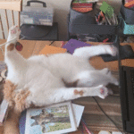 こんなもんこうしてやるぅ猫の斬新な攻撃でパソコン作業の中断せざるを得ない飼い主 |