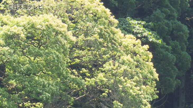 鳥取県江府町今は黄色七色ガシ季節で葉の色が変化珍しいカシの木
