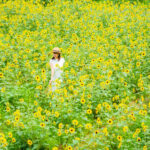 広島県 2023年版夏の絶景風物詩10選 黄金に輝く110万本のひまわり畑