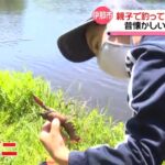 長野・伊那市「釣れた！」親子で釣って食べて環境守る　特定外来生物ウチダザリガニ駆除活動