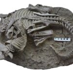 恐竜にかみつく古代の哺乳類 極めて珍しい化石発見 研究