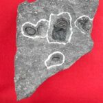 九州最古、翼竜の化石発見！白亜紀資料館で本日21日から公開