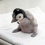 長野須坂市動物園飼育員日誌フンボルトペンギン生え変わり前に爆食だ