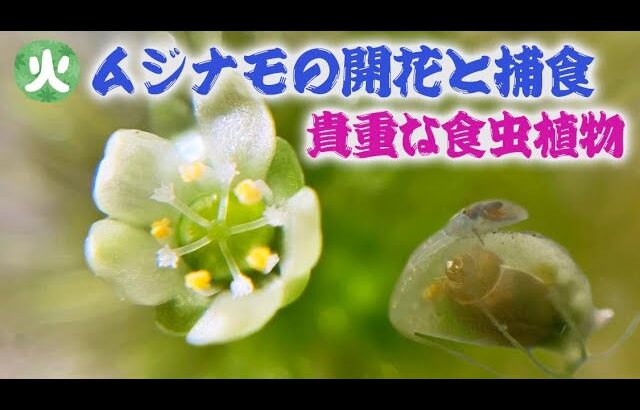 奇態の食虫植物「ムジナモ」牧野富太郎の世界的発見　朝ドラ「らんまん」週タイトルに