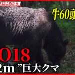 牛襲うヒグマ「OSO18」の写真公開　遺伝子検査で特定　北海道