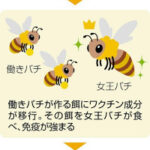 世界初、ミツバチ用ワクチン開発！米バイオ企業