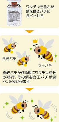 世界初、ミツバチ用ワクチン開発！米バイオ企業