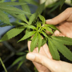アメリカ厚生省、大麻の規制緩和を提言　連邦レベルの合法化へ一歩