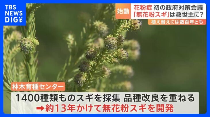【政治】岸田首相、花粉症対策を強化するためにスギの伐採を拡大へ⁉