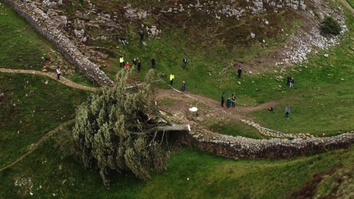 【悲報】樹齢200年の「ロビン・フッドの木」切り倒される　英警察、16歳少年を拘束