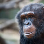 【大阪】チンパンジーに獣医の男性噛まれケガ 檻から脱走し園内を捜索中…天王寺動物園 臨時休園に