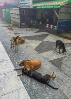 「ソウルにイヌ200万匹放つ！」犬肉食用取引禁止で廃業危機の繁殖業者ら、抗議行動を計画