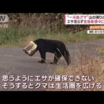 【速報】頭に一斗缶をかぶったクマが道路を徘徊
