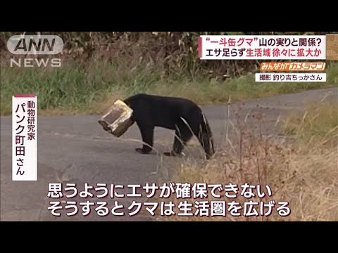 【速報】頭に一斗缶をかぶったクマが道路を徘徊