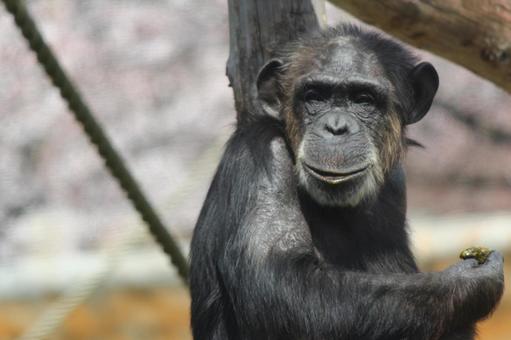 【動画】チンパンジーの身体能力、ヤバイ…