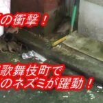 【驚愕】もうやめて‼ 今度はネズミ!? 歌舞伎町で巨大化するネズミの脅威とは？